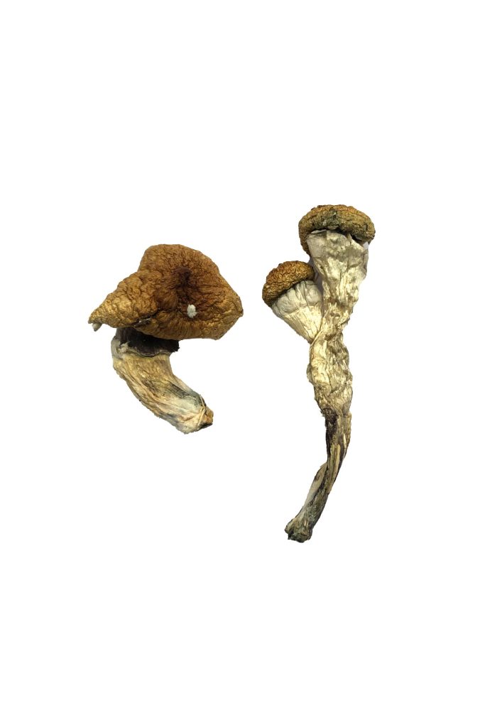 Amazonian-Magic-Mushrooms-683x1024