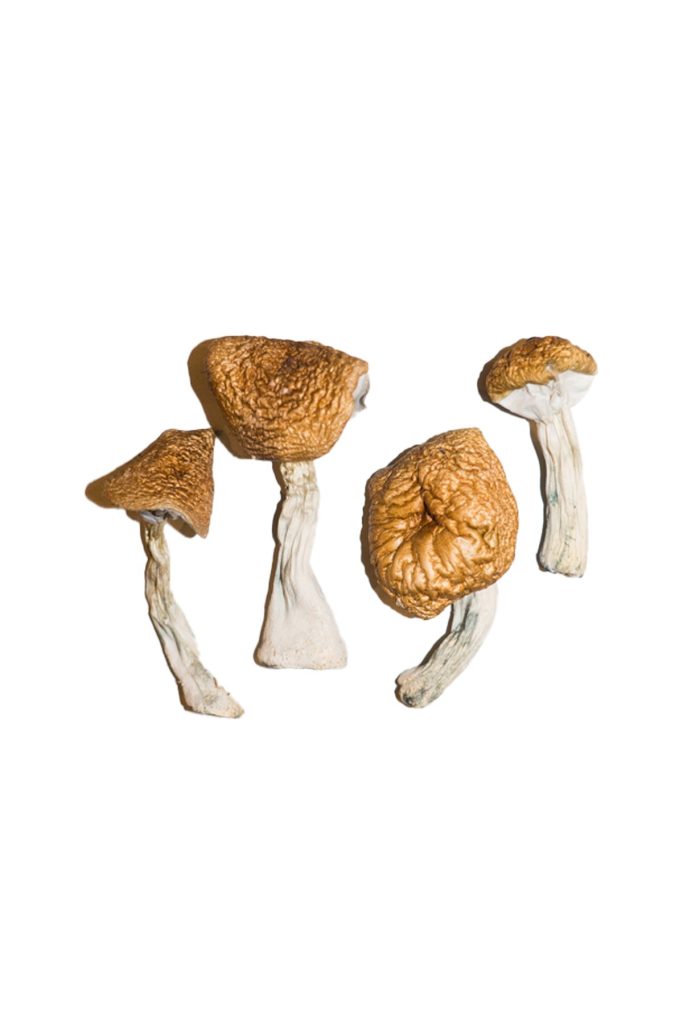Burmese-Magic-Mushrooms-2-683x1024