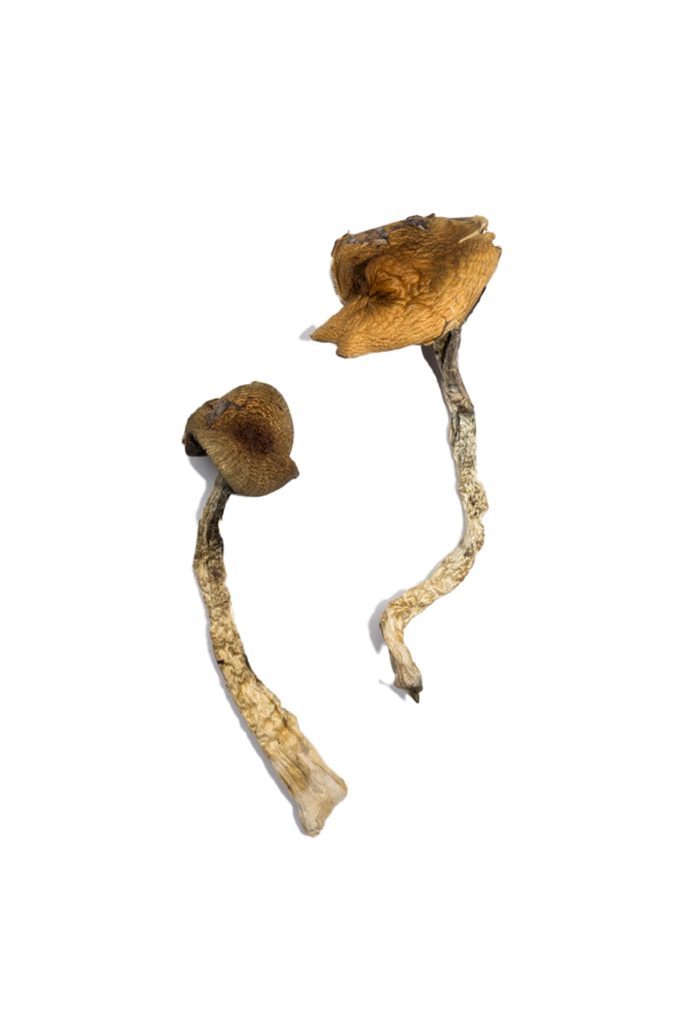 Daddy-Long-Legs-Shrooms-683x1024