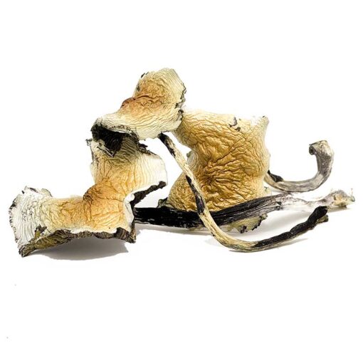 Daddy Long Legs Magic Mushrooms Daddy Long Legs Magic Mushrooms